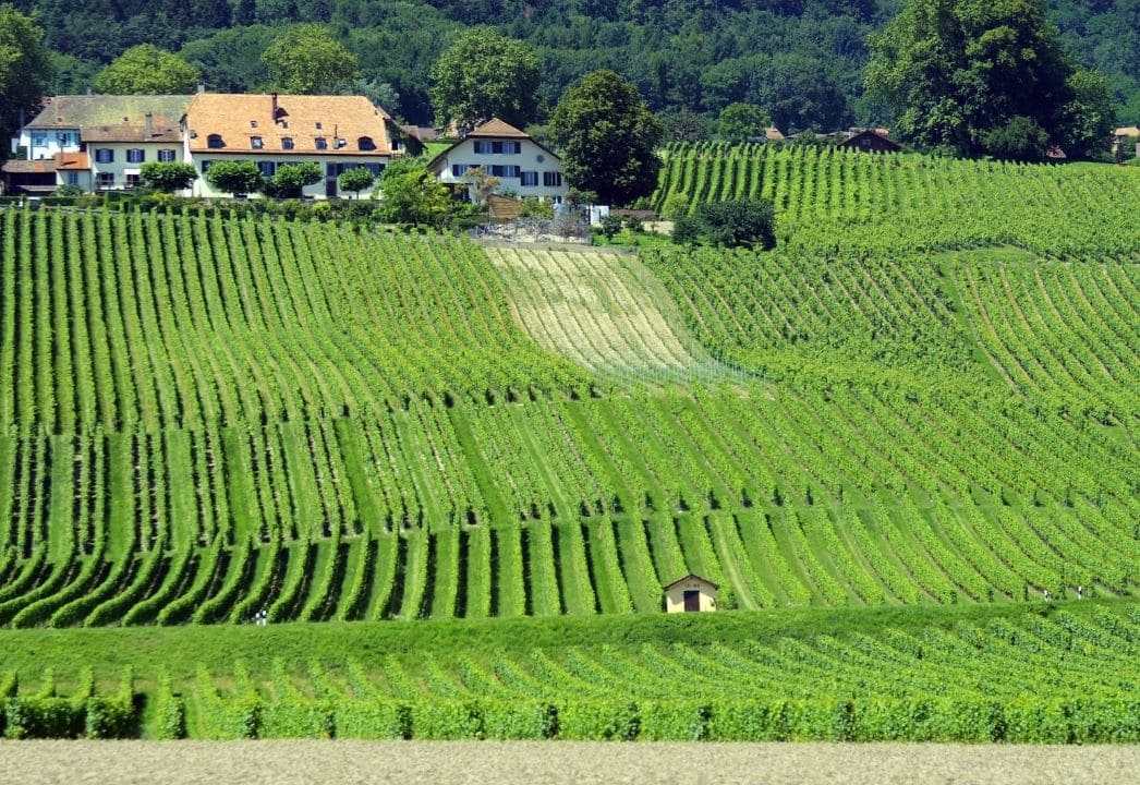 Lanzamiento de KAPSOM Anhui Chuanming