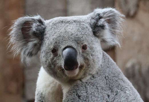 El mercado de energía verde de Australia
